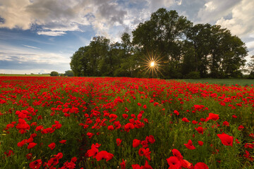 Polish landscape with poppies shows a vibrant field of red poppies swaying in the breeze, set against a backdrop of green meadows and distant hills, under a clear blue or softly clouded sky.