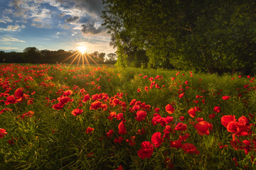 Fototapety na wymiar - Fototapeta24.pl