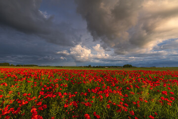 Polish landscape with poppies shows a vibrant field of red poppies swaying in the breeze, set against a backdrop of green meadows and distant hills, under a clear blue or softly clouded sky.