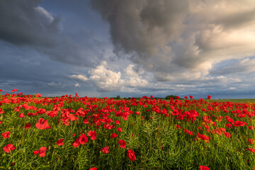 Polish landscape with poppies shows a vibrant field of red poppies swaying in the breeze, set...