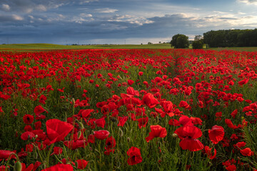Polish landscape with poppies shows a vibrant field of red poppies swaying in the breeze, set against a backdrop of green meadows and distant hills, under a clear blue or softly clouded sky.