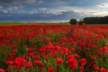 Fototapeta premium Polish landscape with poppies shows a vibrant field of red poppies swaying in the breeze, set against a backdrop of green meadows and distant hills, under a clear blue or softly clouded sky.