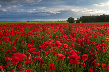 Polish landscape with poppies shows a vibrant field of red poppies swaying in the breeze, set against a backdrop of green meadows and distant hills, under a clear blue or softly clouded sky.