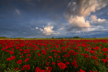 Polish landscape with poppies shows a vibrant field of red poppies swaying in the breeze, set against a backdrop of green meadows and distant hills, under a clear blue or softly clouded sky.