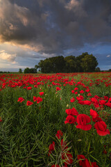 Fototapeta premium Polish landscape with poppies shows a vibrant field of red poppies swaying in the breeze, set against a backdrop of green meadows and distant hills, under a clear blue or softly clouded sky.