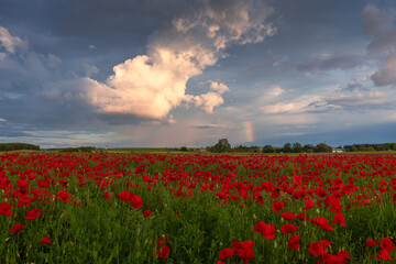 Polish landscape with poppies shows a vibrant field of red poppies swaying in the breeze, set against a backdrop of green meadows and distant hills, under a clear blue or softly clouded sky.