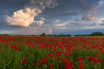 Polish landscape with poppies shows a vibrant field of red poppies swaying in the breeze, set against a backdrop of green meadows and distant hills, under a clear blue or softly clouded sky.