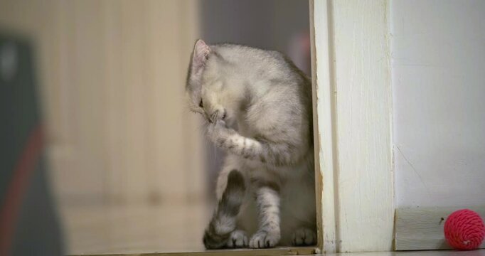 When a cute Scottish Fold house cat licks its body to clean itself