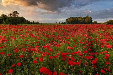 Obraz premium Polish landscape with poppies shows a vibrant field of red poppies swaying in the breeze, set against a backdrop of green meadows and distant hills, under a clear blue or softly clouded sky.