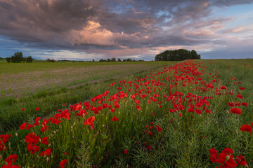 Polish landscape with poppies shows a vibrant field of red poppies swaying in the breeze, set against a backdrop of green meadows and distant hills, under a clear blue or softly clouded sky.
