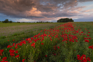 Polish landscape with poppies shows a vibrant field of red poppies swaying in the breeze, set against a backdrop of green meadows and distant hills, under a clear blue or softly clouded sky.