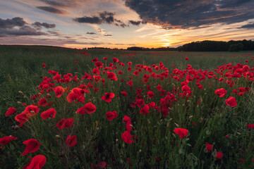 Polish landscape with poppies shows a vibrant field of red poppies swaying in the breeze, set against a backdrop of green meadows and distant hills, under a clear blue or softly clouded sky.