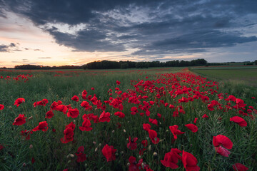 Polish landscape with poppies shows a vibrant field of red poppies swaying in the breeze, set against a backdrop of green meadows and distant hills, under a clear blue or softly clouded sky.
