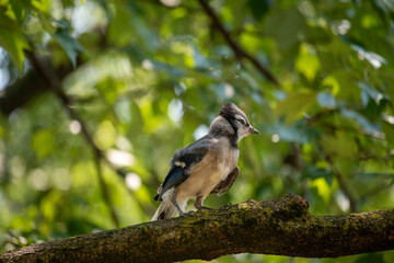 Blue Jay Babies in a Tree