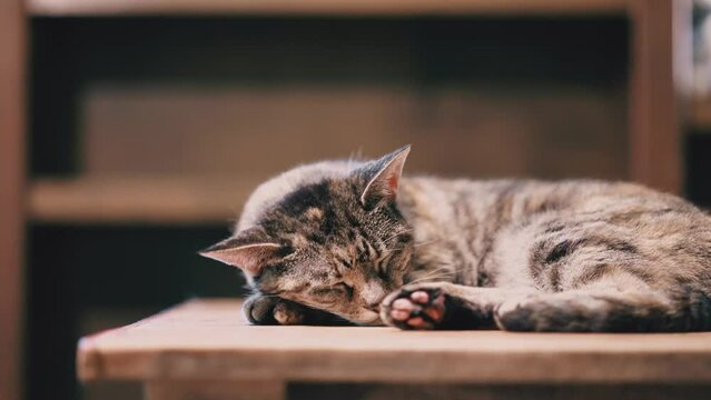 sleeping brown tabby / torbie cat