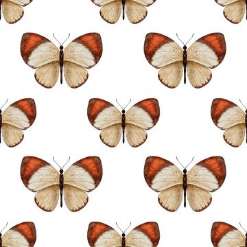  Butterfly Colotis Danae seamless pattern Watercolor. Perfect wedding stationary, greetings, fashion, background. For fabric textile design or Product packaging