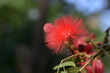 オオベニゴウカン