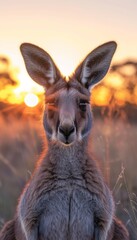 Fototapeta premium A razor-sharp photo capturing a kangaroo standing gracefully in an open field bathed