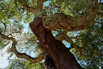 Beautiful and crooked cork oak tree used for the production of traditional cork for wine bottles in...