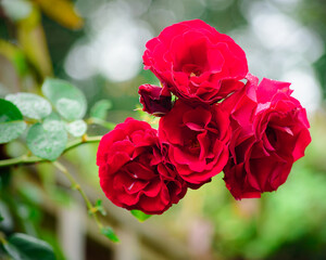 Bunch of Red roses in focus