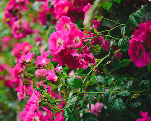 pink Chinese rose flowers in the garden