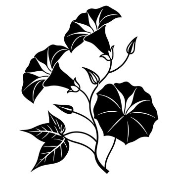 "Morning Glories" Images – Browse 2,321 Stock Photos, Vectors, and