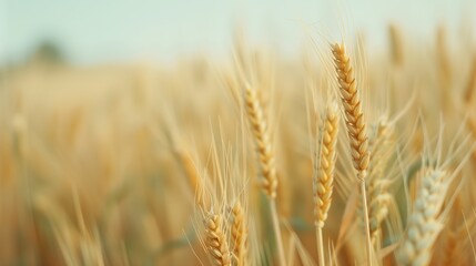 Obraz premium Close-up of ripe wheat stalks in a field, perfect for agricultural themes, food industry visuals, and nature backgrounds.