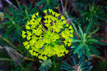 Unusual flowers of Mediterranean Spurge; Euphorbia Characias blooming in the garden