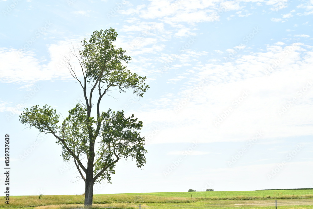 Canvas Prints lone tree in a farm field