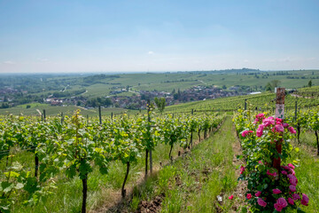 Blick auf den Weinort Birkweiler