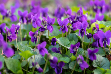 Violets in spring
