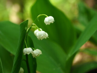 the flower is the symbol of the spring, the flowering of a plant