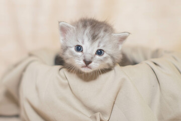 Gatito bebe adorable y tierno viendo a camara 