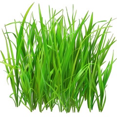 Fototapeta premium Green Grass