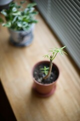 シェフレラの枝から新芽が出てきたところ