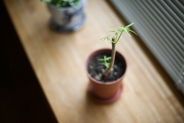 シェフレラの枝から新芽が出てきたところ