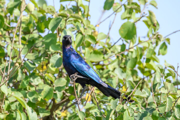 Starling on a branch