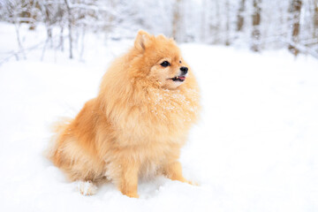 Pomeranian German red ginger spitz on cold snow in park. Purebred dog walks in winter forest
