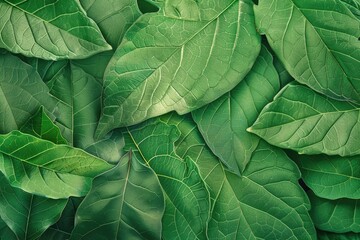Green leaf texture. Leaf texture background