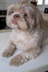 Captivating Shih Tzu Locking Eyes with the Camera. Mesmerizing Shih Tzu Making Eye Contact