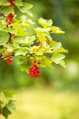 Johannisbeere im Garten