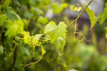 Traubenrebe im Garten