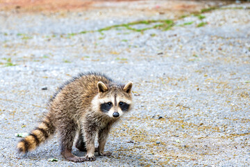 baby raccoon very cute looking toward camera on asphalt room for text shot in toronto