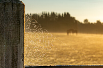 Ein Spinnennetz im morgendlichen Sonnenlicht