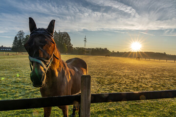 Pferd auf einer Koppel