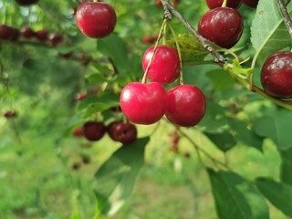 Obraz premium Ripe cherries hanging on a cherry tree branch