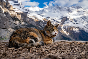 Beautiful cat resting with an alpine landscape in the background