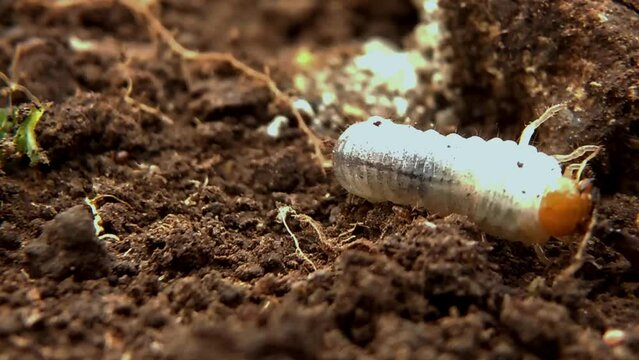 Insects Lepidiota stigma beetle larvae or Uret fight with ant colonies. Root-eating plant pests