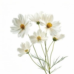 Obraz premium White Coreopsis Isolated on White Background. Beautiful Coreopsis Flower