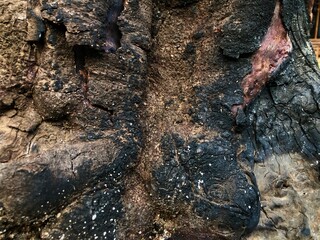close up of burnt tree bark texture